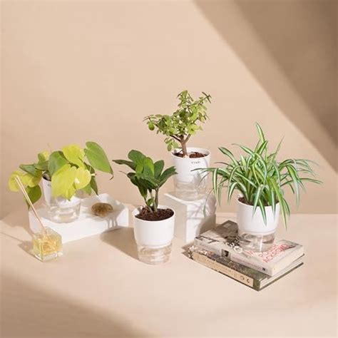 Ugaoo Indoor Plants for Living Room Home Decor Set of 4 Plant Combo ...