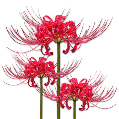 How Deep To Plant Red Spider Lily Bulbs at Maggie Lee blog
