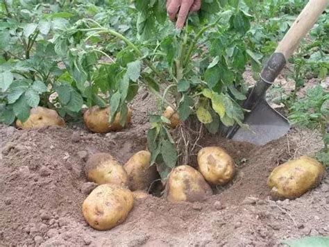 教您在家如何种植马铃薯-腾讯网