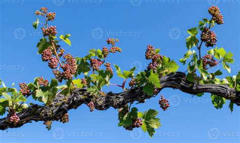 Grapes 的图像结果