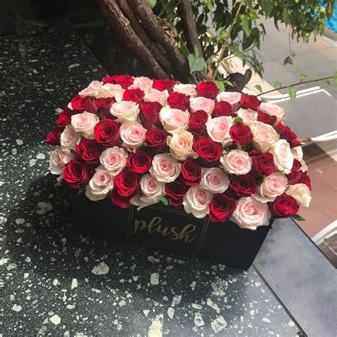 Dome Box - Pint – House of Plush