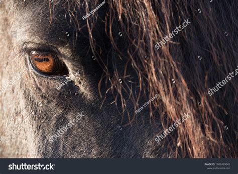 Corpora nigra: 10 billeder, stock-fotos og -vektorer | Shutterstock