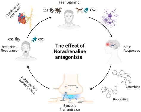Neuropharmacological Modulation of N-methyl-D-aspartate, Noradrenaline and Endocannabinoid ...