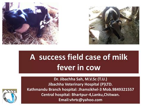 A success field case of milk fever in cow-Dr.Jibachha Sah | PDF