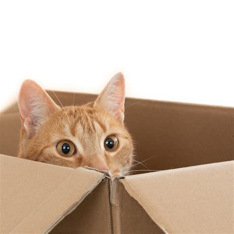 Cat in a box Images - Free Download on Freepik