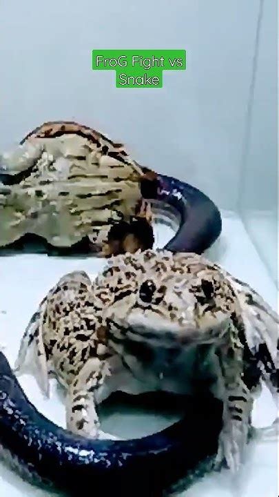 Image result for Python vs Frog