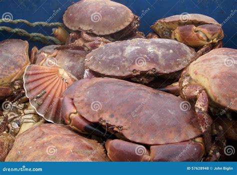 Live crabs and shellfish stock photo. Image of restaurant - 57628948