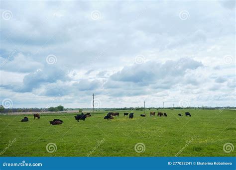 Farm Purebred Animals Group of Cattle Walk and Sleep in Grass among ...