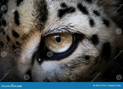 Snow Leopard Eyes Macro Close Up. AI Generated Stock Illustration ...