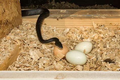 Snakes Eating Eggs Egg Eating Snake