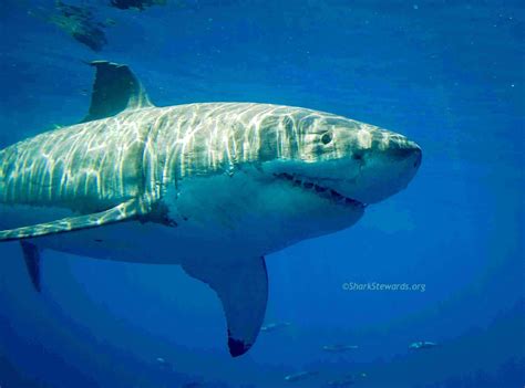 Do Shark’s Pee? – Shark Stewards