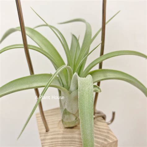 Tillandsia Curly Polly – APlantHouse