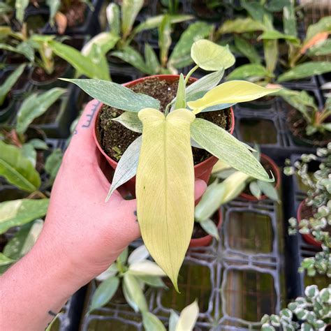 Philodendron 'Florida Ghost' - Gabriella Plants