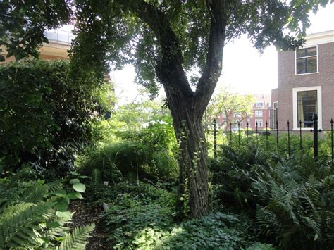 Crataegus spec. - Meidoorn, Hawthorn, quickthorn, thornapple, May-tree ...