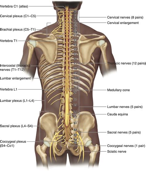 KnowledgeWorks - Drawing Spinal nerves and plexuses - English labels ...