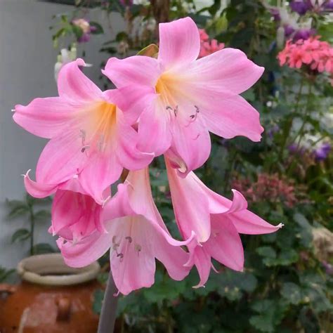 Plant FAQs: Amaryllis Belladonna