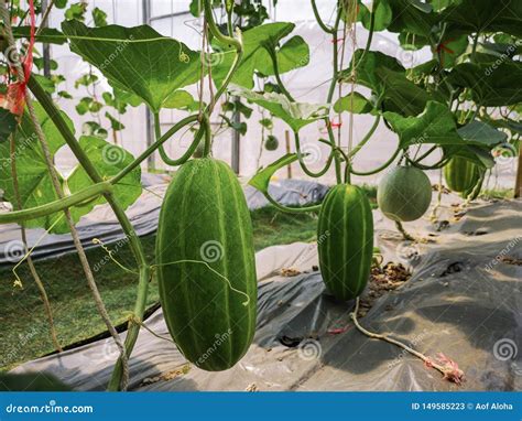 Fresh Green Cantaloupe Melons Plants in Organic Greenhouse Garden.Green ...