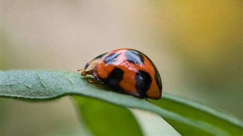 Do Ladybugs Bite?