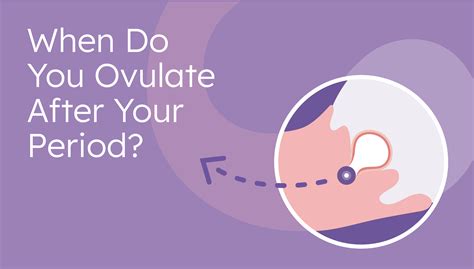 When do you ovulate after your period?