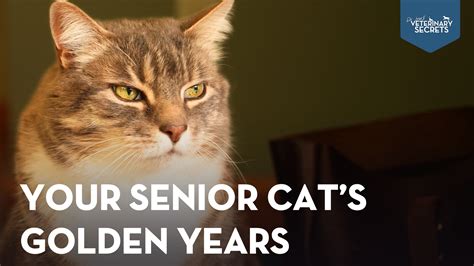 How to Help Old Cats Live Longer: 7 Key Tips for Healthy Aging - Veterinary Secrets with Dr ...