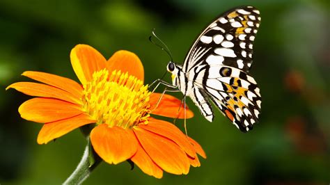 7 Flowers That Attract Butterflies to Your Garden