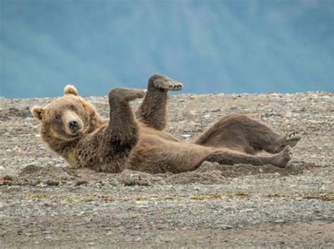 The Funniest Entries From The 2020 Comedy Wildlife Photography Awards ...