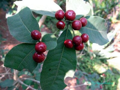 Rauvolfia tetraphylla L. | Plants of the World Online | Kew Science