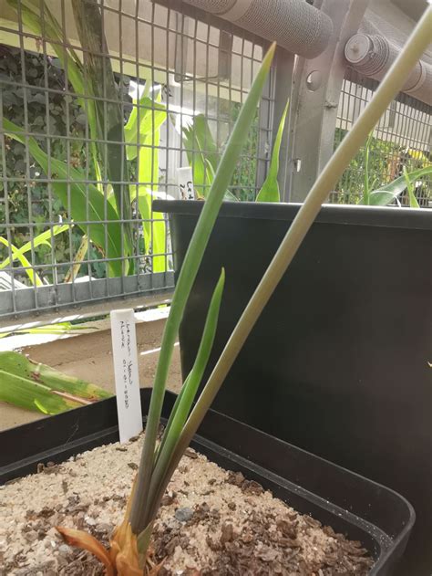 Bulbine frutescens - Balsemkopiva, Geelkatstert, Rankkopiva, Snake ...