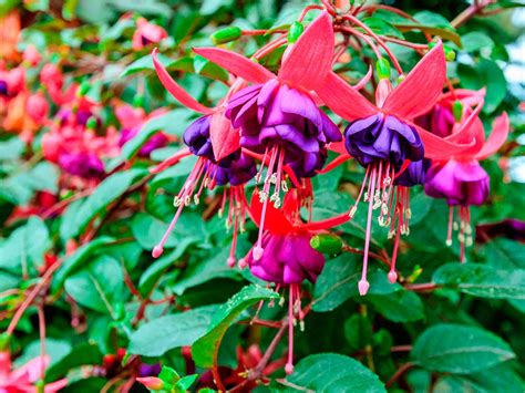 How to grow and care for fuchsia | Love The Garden