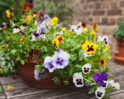 When to plant pansies: for a backyard filled with color | Homes and Gardens