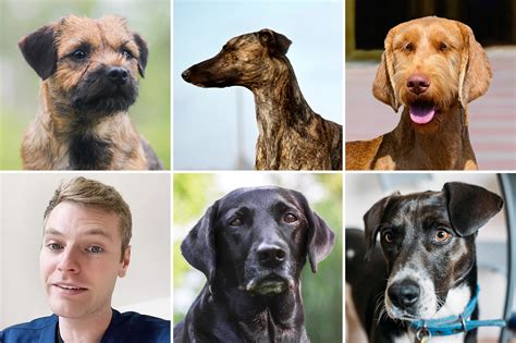 Best 5 Dog Breeds - ACCION Chicago