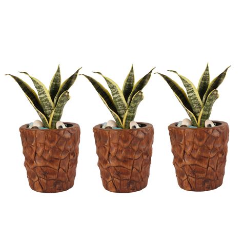 Lasaki Rustic Combo of 3 Ceramic Pots for Indoor Plants Living Room ...