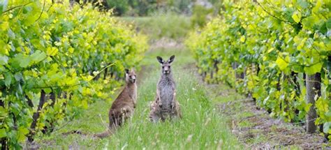 Tanunda Craft Fair Spring Event , 70 Murray Street , Tanunda, SA ...