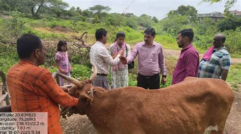 लंम्पीच्या प्रकरणांमुळे पशुसंवर्धन विभाग सतर्क ; प्रतिबंधासाठी ...