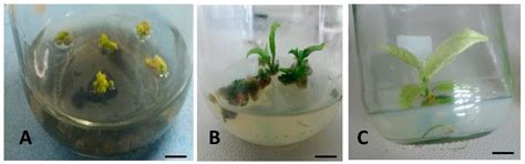 Somatic Embryogenesis and Plant Regeneration of Farmer-Preferred ...