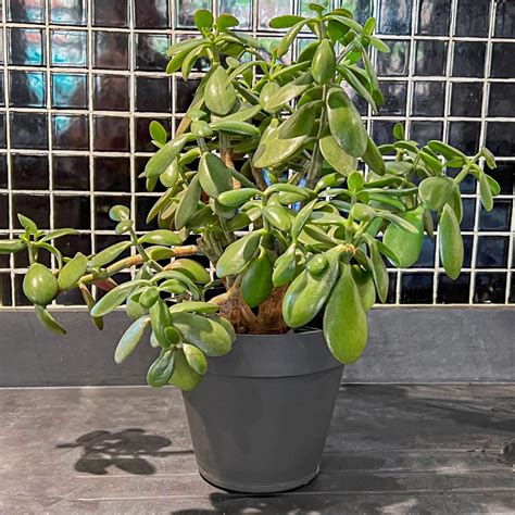 Jade Plant Care Tips That You Need to Know