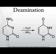 deamination 的图像结果