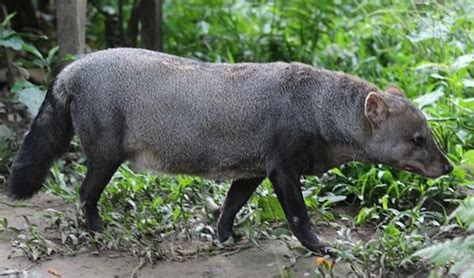 28 Facts About Short-eared Dog - Facts.net