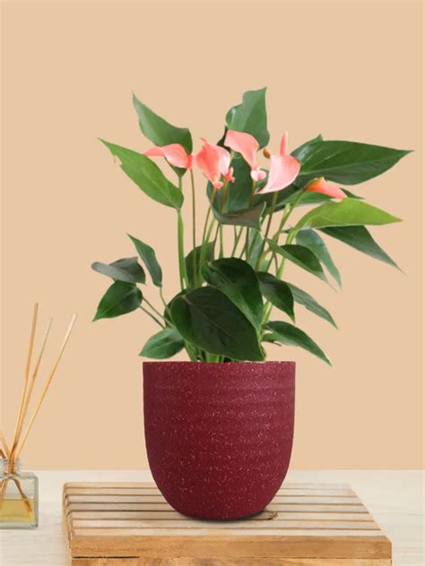 Indoor Plants | Buy Indoor Plants Online for Home – Greenkin