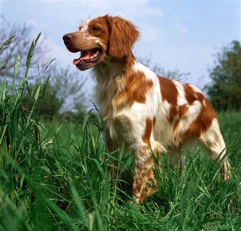 Brittany Spaniel Colors: Rarest to Most Common - A-Z Animals