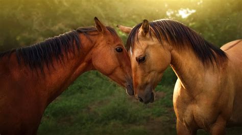 [100+] Beautiful Horses Wallpapers | Wallpapers.com