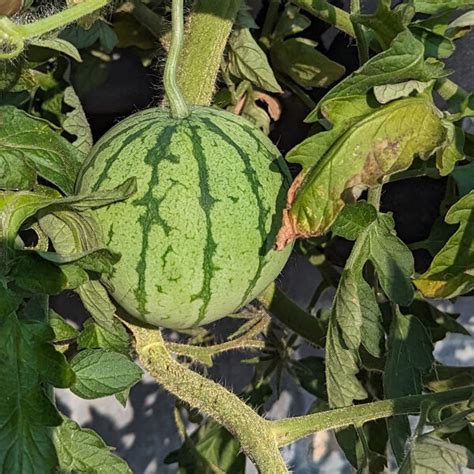 Watermelon 'Cream of Saskatchewan' (Citrullus lanatus) seeds