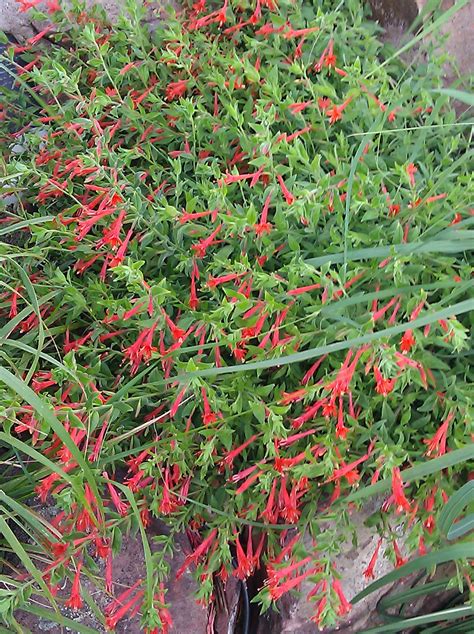 Hummingbird Planter Plants