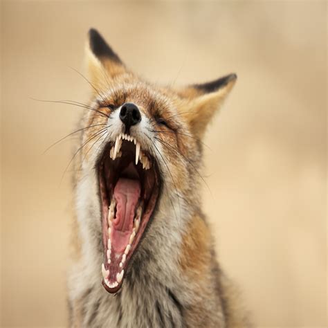 Are Foxes Dangerous? Debunking Myths on the Wildlife Matters Podcast
