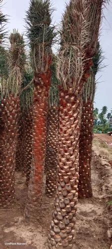 Date Palm Tree - Date Palm Trees Trader - Wholesaler / Distributor from ...