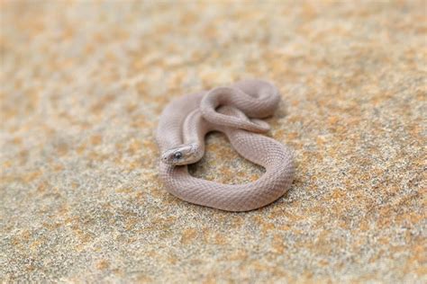 Discover 11 Brown Snakes Slithering Across Alabama (4 Are Venomous) - A ...