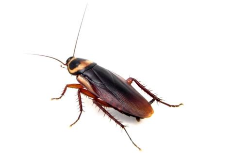 Image result for How to Draw a Cockroach Step by Step