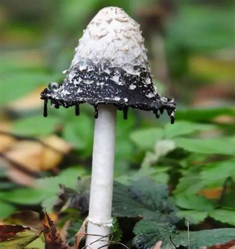 20种罕见蘑菇，植物中的惊艳美！_真菌
