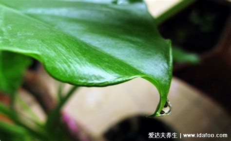 绣球花为什么又叫死人花，绣球花的花语寓意(家里千万不能养6种花) — 爱达夫养生