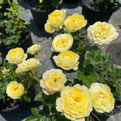 Amazon.com : CHUXAY GARDEN Thornless Baby Yellow Rose Seed 6 Seeds ...